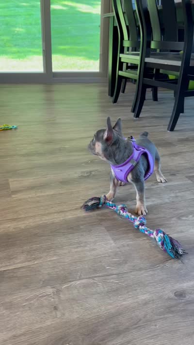 Coral, a female French Bulldog for sale in Sugarcreek, OH – 5 of 5