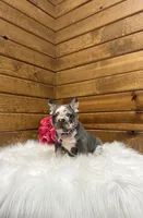 Posie, a female French Bulldog for sale in Sugarcreek, OH – 4 of 4