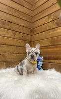 Leo, a male French Bulldog for sale in Sugarcreek, OH – 2 of 7