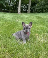 Sena, a female French Bulldog for sale in Sugarcreek, OH – 3 of 8