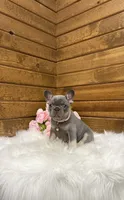 Violet , a female French Bulldog for sale in Sugarcreek, OH – 3 of 4