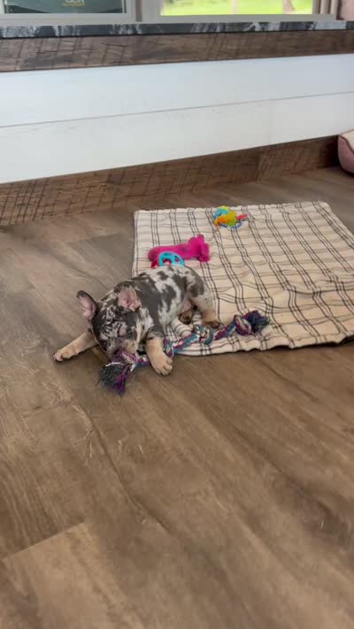 Gracie, a female French Bulldog for sale in Sugarcreek, OH – 4 of 5