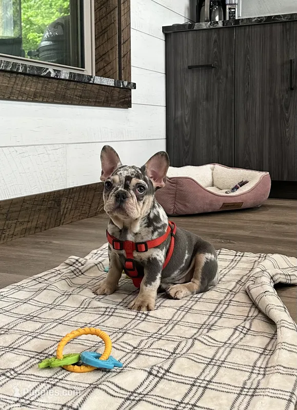 Aspen – French Bulldog puppy for sale in Sugarcreek, OH