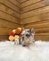 Zealand, a male French Bulldog for sale in Sugarcreek, OH – 2 of 10