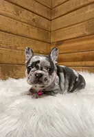 Luna, a female French Bulldog for sale in Sugarcreek, OH – Photo 7 of 8