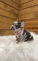 Luna, a female French Bulldog for sale in Sugarcreek, OH – Photo 6 of 8