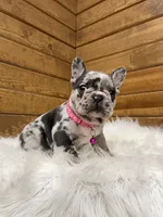 Luna, a female French Bulldog for sale in Sugarcreek, OH – Photo 4 of 8