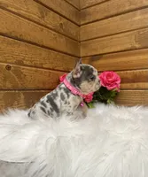 Niki, a female French Bulldog for sale in Sugarcreek, OH – 5 of 6