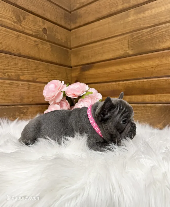 Nicole – French Bulldog puppy for sale in Sugarcreek, OH