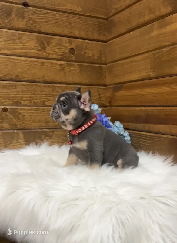 cooper – French Bulldog puppy for sale in Sugarcreek, OH