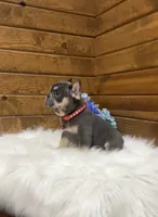 cooper, a male French Bulldog for sale in Sugarcreek, OH – 1 of 6
