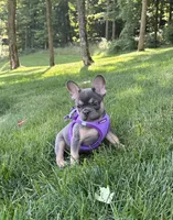 Coral, a female French Bulldog for sale in Sugarcreek, OH – 2 of 5