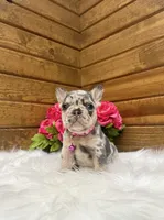 Niki, a female French Bulldog for sale in Sugarcreek, OH – 4 of 6