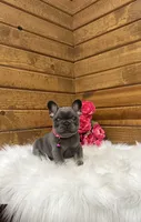 Sena, a female French Bulldog for sale in Sugarcreek, OH – 5 of 5