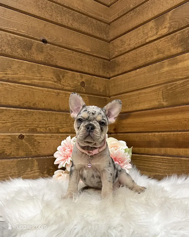 Sophie – French Bulldog puppy for sale in Sugarcreek, OH