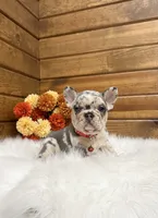 Zealand, a male French Bulldog for sale in Sugarcreek, OH – 6 of 10