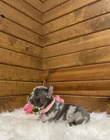 Remi, a female French Bulldog for sale in Sugarcreek, OH – Photo 1 of 7