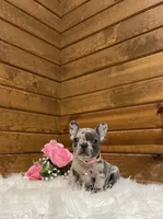 Remi, a female French Bulldog for sale in Sugarcreek, OH – Photo 7 of 7