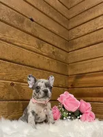 Remi, a female French Bulldog for sale in Sugarcreek, OH – Photo 4 of 7