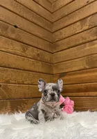 Remi, a female French Bulldog for sale in Sugarcreek, OH – Photo 5 of 7