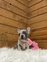 Remi, a female French Bulldog for sale in Sugarcreek, OH – Photo 6 of 7