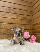 Remi, a female French Bulldog for sale in Sugarcreek, OH – Photo 3 of 7