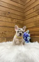 Leo, a male French Bulldog for sale in Sugarcreek, OH – 5 of 7