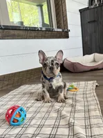 Aspen, a male French Bulldog for sale in Sugarcreek, OH – 3 of 6