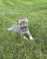 Violet , a female French Bulldog for sale in Sugarcreek, OH – 3 of 9