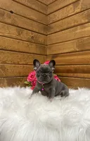 Sena, a female French Bulldog for sale in Sugarcreek, OH – 3 of 5