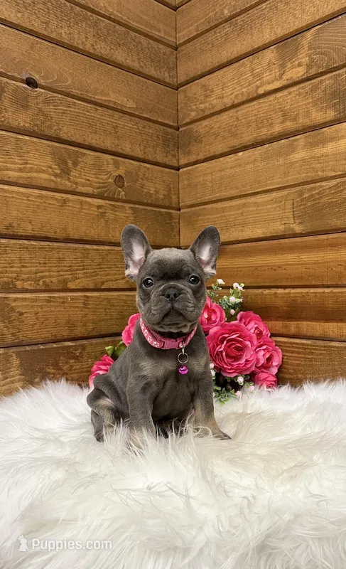 Mila  – French Bulldog puppy for sale in Sugarcreek, OH