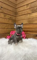 Mila , a female French Bulldog for sale in Sugarcreek, OH – Photo 5 of 5
