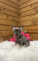 Mila , a female French Bulldog for sale in Sugarcreek, OH – Photo 2 of 5
