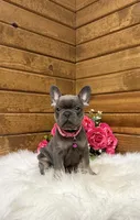 Mila , a female French Bulldog for sale in Sugarcreek, OH – Photo 3 of 5