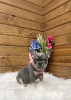 Kya, a female French Bulldog for sale in Sugarcreek, OH – Photo 4 of 8