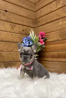 Kya, a female French Bulldog for sale in Sugarcreek, OH – Photo 3 of 8