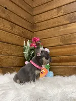 Kya, a female French Bulldog for sale in Sugarcreek, OH – Photo 8 of 8