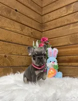 Kya, a female French Bulldog for sale in Sugarcreek, OH – Photo 6 of 8