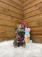 Kya, a female French Bulldog for sale in Sugarcreek, OH – Photo 7 of 8