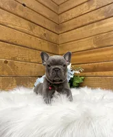 Mason, a male French Bulldog for sale in Sugarcreek, OH – 5 of 6