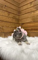 Violet , a female French Bulldog for sale in Sugarcreek, OH – 4 of 4