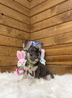 Kobi, a male French Bulldog for sale in Sugarcreek, OH – Photo 1 of 4