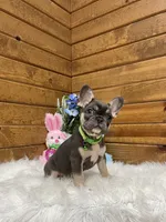 Kobi, a male French Bulldog for sale in Sugarcreek, OH – Photo 3 of 4