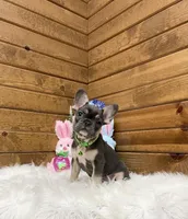 Kobi, a male French Bulldog for sale in Sugarcreek, OH – Photo 4 of 4