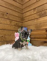 Kobi, a male French Bulldog for sale in Sugarcreek, OH – Photo 2 of 4