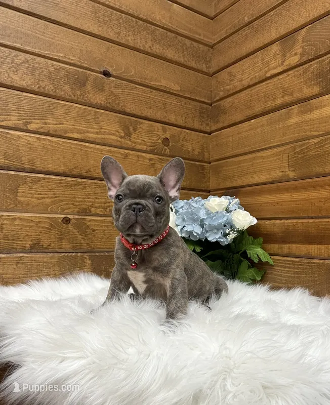 Ryder – French Bulldog puppy for sale in Sugarcreek, OH