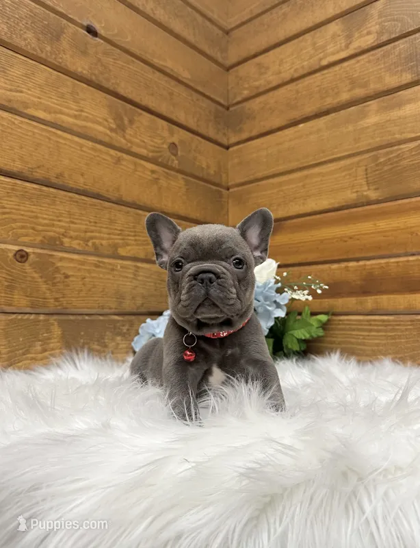 Mason – French Bulldog puppy for sale in Sugarcreek, OH