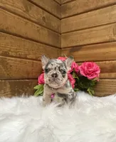 Niki, a female French Bulldog for sale in Sugarcreek, OH – 6 of 6