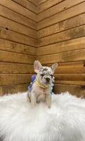 Leo, a male French Bulldog for sale in Sugarcreek, OH – 4 of 7