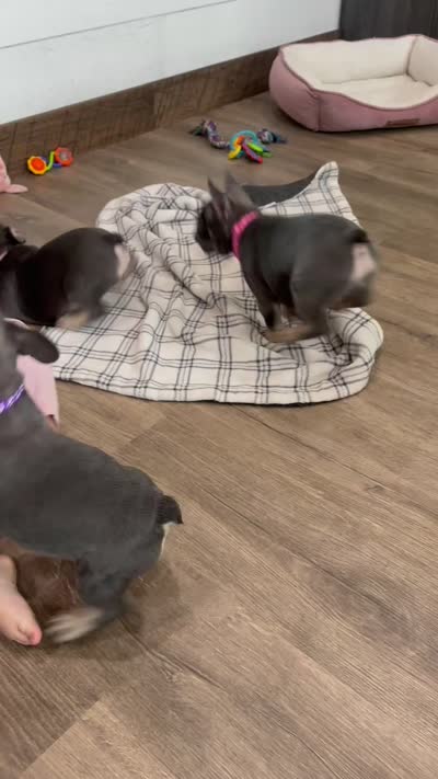 Maple, a female French Bulldog for sale in Sugarcreek, OH – 5 of 5